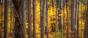 Yellow Autumn